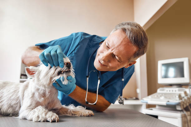 Best Emergency Tooth Extraction in Mayer, MN